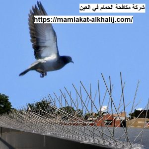 شركة مكافحة الحمام في العين