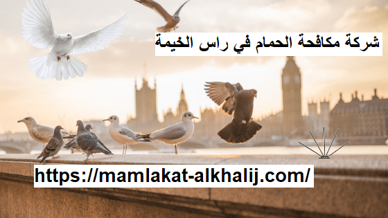 شركة مكافحة الحمام في راس الخيمة شركة مكافحة الحمام في راس الخيمة