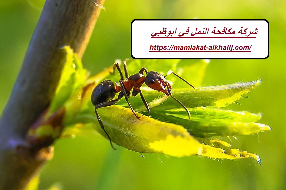 شركة مكافحة النمل في ابوظبي شركة مكافحة النمل في ابوظبي