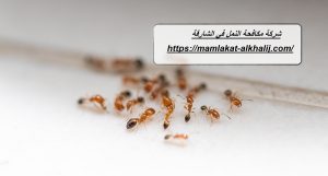 شركة مكافحة النمل في الشارقة